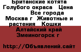 Британские котята Голубого окраса › Цена ­ 8 000 - Все города, Москва г. Животные и растения » Кошки   . Алтайский край,Змеиногорск г.